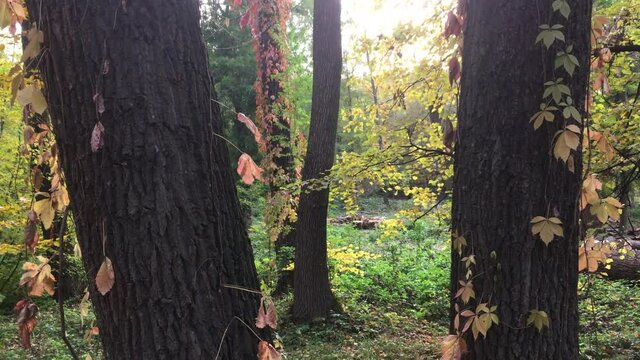 Colorful autumn forest on a sunny day close up