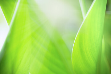 Green leaf on blurred greenery background. Beautiful leaf texture in sunlight. Natural background. close-up of macro with free space for text.