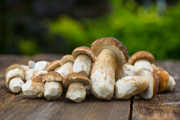 Mushroom Boletus over Wooden Background. Autumn Cep Mushrooms. Ceps Boletus edulis over Wooden Background, close up on wood rustic table. Gourmet food