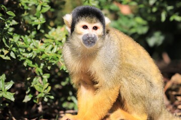 Obraz premium Totenkopfäffchen, Saimiri