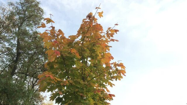 Yellow maple on autumn sky background