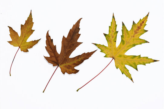 Multi-colored autumn maple leaves close-up. Isolated over white background.