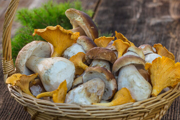 Mushrooms in the basket. Raw Wild Mushrooms boletus. Composition with wild mushrooms