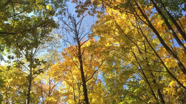 Bright yellow trees of autumn forest