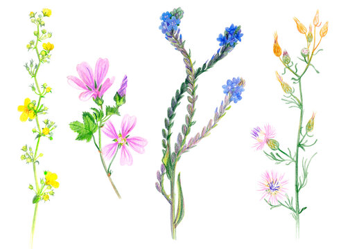 Botanical sketches of wild grasses and flowers