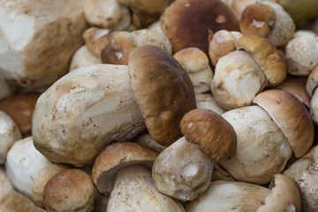 big and little boletus (Boletus edulis Bull) as background.