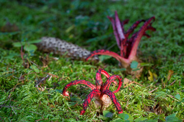 clathrus archeri, also known as octopus stinkhorn mushroom