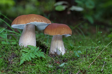 Two edible boletus edulis known as penny bun mushroom in forest - obrazy, fototapety, plakaty