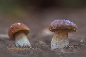Edible Bolete Mushrooms in autumn forest. Boletus edulis.