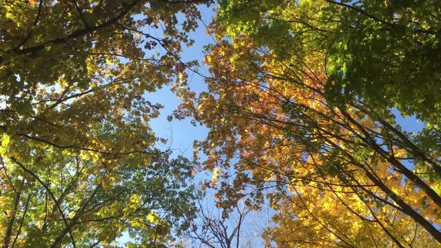 Colored leaves of trees and blue sky