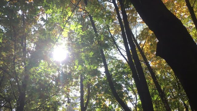 The sun between the colored leaves in the autumn forest