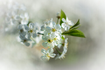 Cherry blossom branch