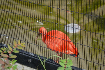 ショウジョウトキ