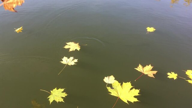 The fall of colored leaves into the water