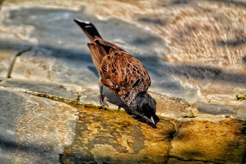 bird drinking water