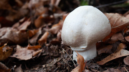 Mushroom in the forest grows among the fallen leaves