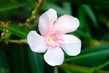 This is pink flower. it is flower blooming