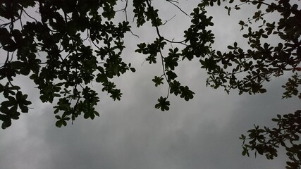 Natural green tree leaves and branches background [2123]