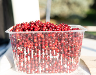 Viburnum in a package for sale