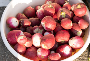 Radish at the fair for sale
