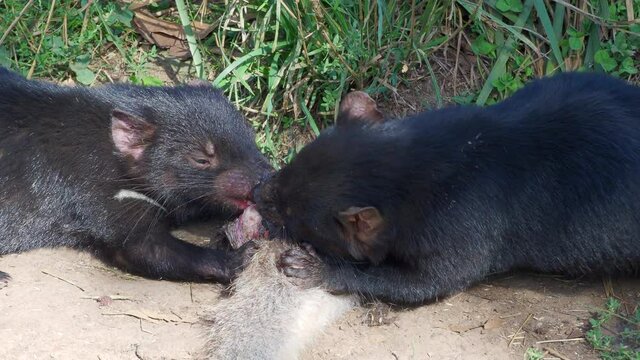 Tasmanian Devils (Sarcophilus harrisii),  carnivorous marsupiasl of the family Dasyuridae, feeding on the carcass of a wallaby.