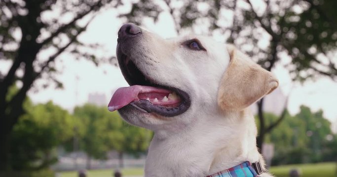 Low angle view of beautiful Labrador dog open mouth simile looking at het master outdoor in the park