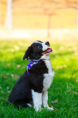 Dog breed Border Collie