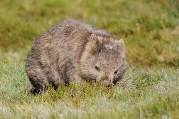 Common wombat (Vombatus ursinus) in the wild at Cradle Mountain