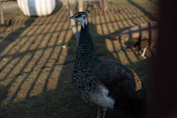 Peacock in a zoo cage