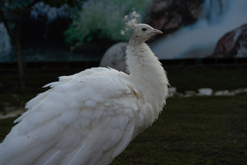 Peacock in a zoo cage