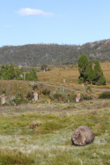 Common wombat (Vombatus ursinus) against the scenic landscape of Cradle Mountain