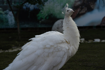 Peacock in a zoo cage