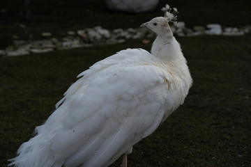 Peacock in a zoo cage