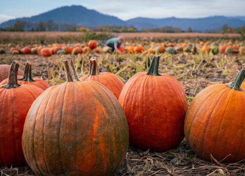 Picking pumpkins in a pumpkin patch