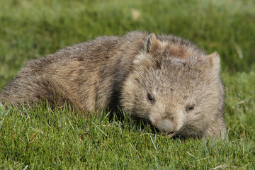 Common wombat (Vombatus ursinus) in the wild at Cradle Mountain