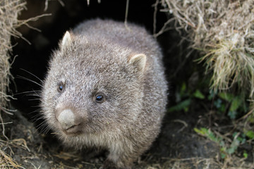 A common wombat (Vombatus ursinus) baby (joey) coming out of its burrow in the grassland - Cradle...