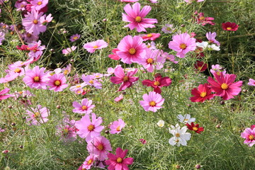 日本に咲いているコスモス