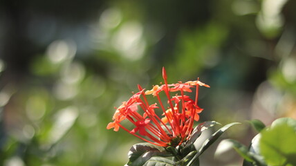 Red Ixora