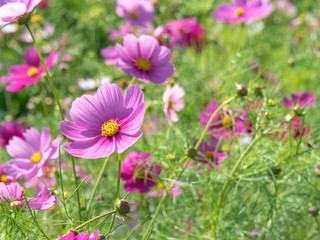 Fototapeta premium コスモスの花