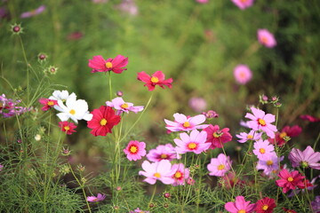 Obraz premium 日本に咲いているコスモス
