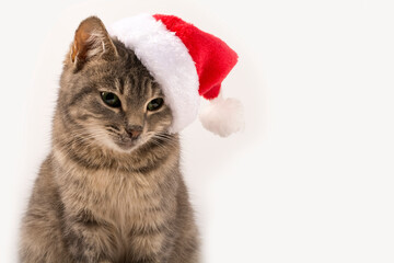 Cat in Santa's hat close-up. New Year, Christmas cat on a white isolated background, for postcard, banner. Front view, place for text, Copy space.