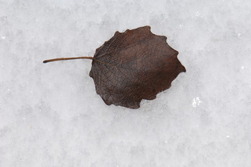 Leaf fallen on the frost. Sabiñanigo Alto. Huesca. Aragon. Spain.