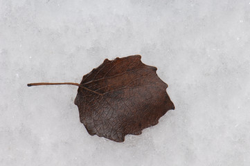 Leaf fallen on the frost. Sabiñanigo Alto. Huesca. Aragon. Spain.