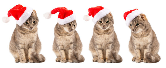 set Cat in Santa's hat close-up. New Year, Christmas cat on a white isolated background, for postcard, banner. Front view, place for text, Copy space.
