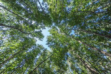 Forest trees with sunlight of nature