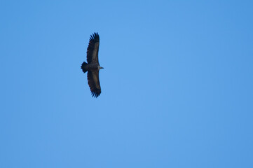 Griffon vulture (Gyps fulvus) soaring. Pyrenees. Huesca. Aragon. Spain.