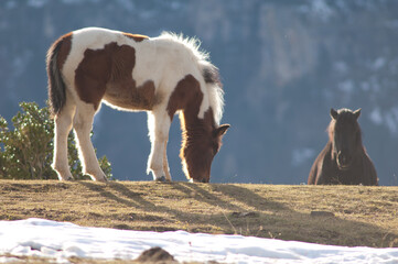 Ponies (Equus ferus caballus). Alto Añisclo. Pyrenees. Huesca. Aragon. Spain.