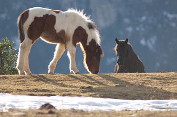 Ponies (Equus ferus caballus). Alto Añisclo. Pyrenees. Huesca. Aragon. Spain.