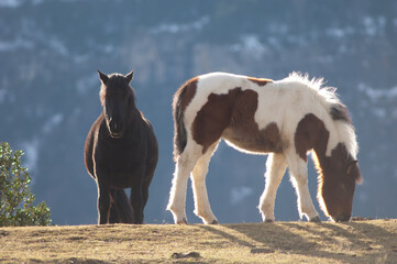 Ponies (Equus ferus caballus). Alto Añisclo. Pyrenees. Huesca. Aragon. Spain.