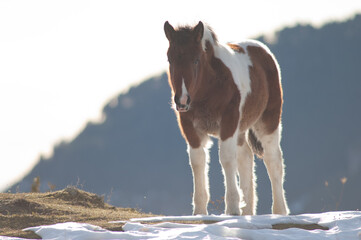 Pony (Equus ferus caballus). Alto Añisclo. Pyrenees. Huesca. Aragon. Spain.